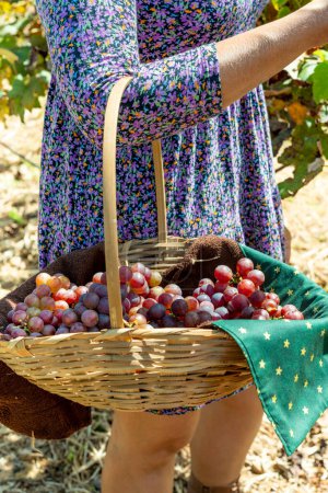 Photo for Woman wearing grape-colored dress holding basket with bunches of fresh grapes picking grapes in the vineyard. - Royalty Free Image