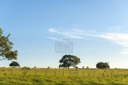 Photo for Cows grazing in a meadow in the afternoon light with trees and blue sky - Royalty Free Image
