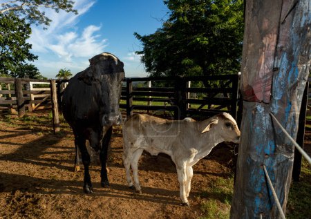 Photo for Calf and cow the paddock on a farm in the evening light, in the countryside of Brazil - Royalty Free Image