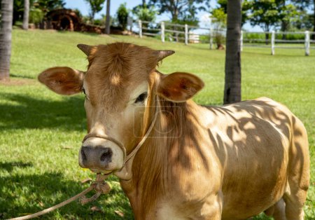 Photo for Portrait of a mini brown cow on a green meadow in summer - Royalty Free Image