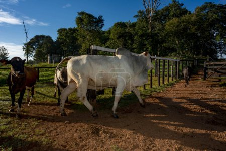 Photo for Cattle on a farm in the countryside of Brazil - Royalty Free Image