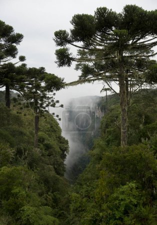Schlucht von itaimbezinho von oben gesehen bei Tag mit vielen Wolken mit Araukarien-Baum - Brasilien