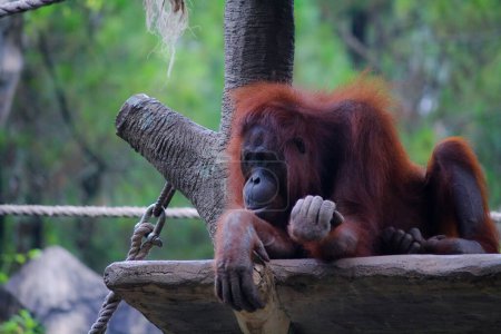 Orangután en Indonesia Safari Park Prigen, Indonesia