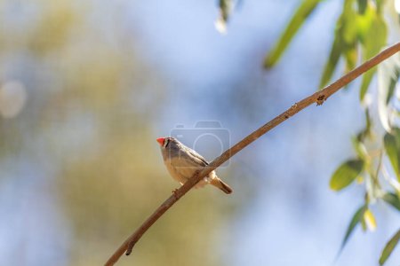 Photo for Zebra finch Taeniopygia perched on a tree branch. - Royalty Free Image
