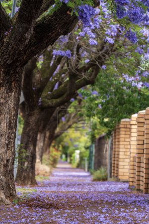 Jacaranda bloom in Adelaide, South Australia.