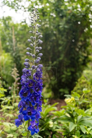 Candle larkspur plants in bloom.