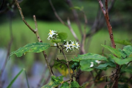 Blühende weiße Blumen und Truthahnbeerenstrauß, Erbse Aubergine oder Solanum torvum wächst in Ackerland 