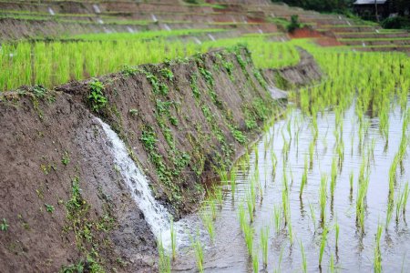 Diversion de l'eau en terrasses rizières nouvellement plantées sur la montagne en Thaïlande. Système de gestion des ressources en eau en écologie agricole