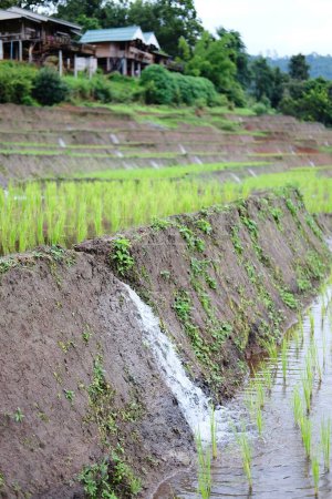 Diversion de l'eau en terrasses rizières nouvellement plantées sur la montagne en Thaïlande. Système de gestion des ressources en eau en écologie agricole