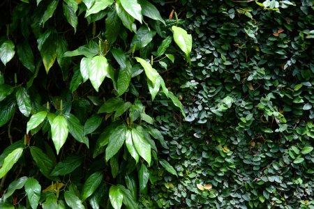 Frische grüne Pflanzen kriechen und Efeu bedecken den Wandhintergrund