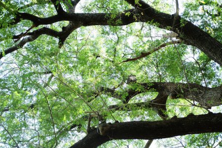 Tropischer Regenbaum oder Ostindische Walnuss großer Zweig Schattig im Park