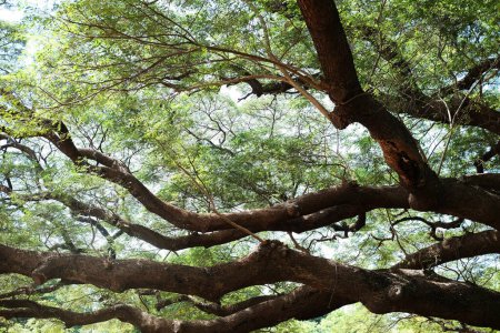 Árbol de lluvia tropical o nogal de las Indias Orientales rama grande Shady en el parque