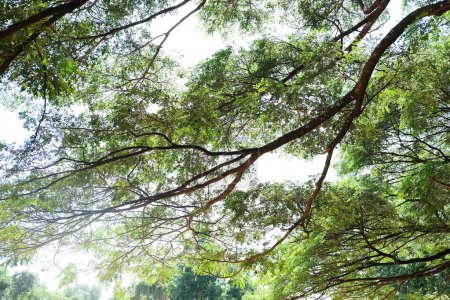Árbol de lluvia tropical o nogal de las Indias Orientales rama grande Shady en el parque
