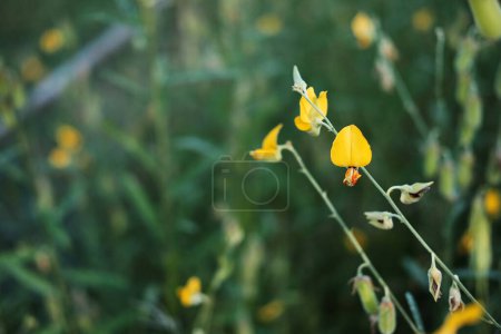Blooming yellow Crotalaria flowers of Sunn hemp field in tropical garden and forest