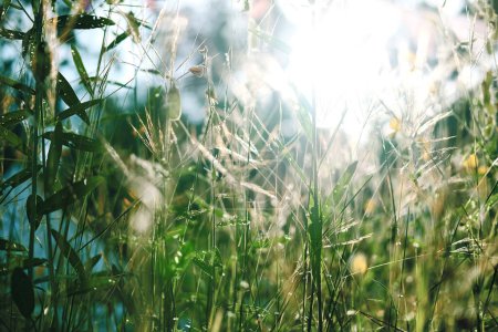 Foto de Hermosas flores de hierba verde salvaje en el prado con luz natural del sol - Imagen libre de derechos