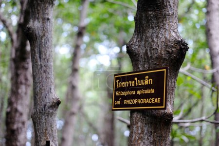 Namensschild des Baumes auf Thailändisch und Englisch. Das Schild weist auf den Namen der Rhizophora Apiculata-Pflanzen im tropischen Mangrovenwald hin 