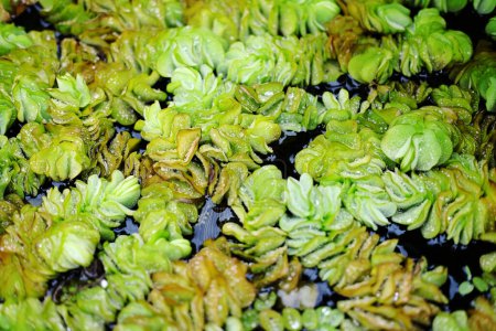 Salvinia molesta tropical weed plant or water fern is a small floating water plant in ponds and aquaria