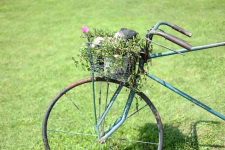 Blooming Common Purslane, Verdolaga, Pigweed, Little Hogweed or Pusley flower in pot decorated in basket of vintage old bicycle has rust on grass field in garden