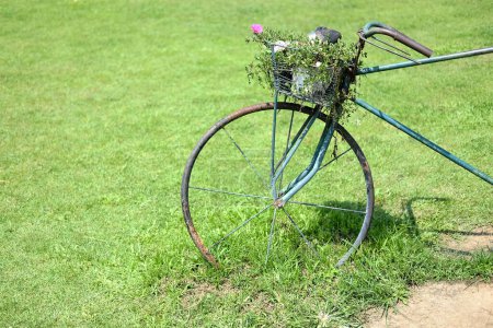 Blühender Grünkohl, Verdolaga, Schweinekraut, Bärlauch oder Pusley-Blume im Topf, geschmückt mit einem Korb mit alten Fahrrädern, hat Rost auf der Wiese im Garten