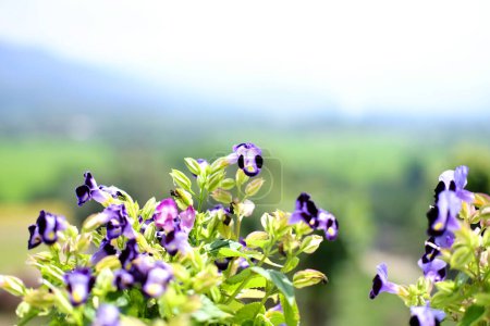 Blooming purple Bluewings torenia or Wishbone flower in garden. Copy space