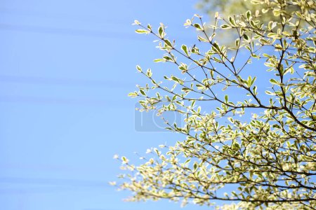 Fresh Black Afara branch or Ivory Coast almond plant in garden with blue sky