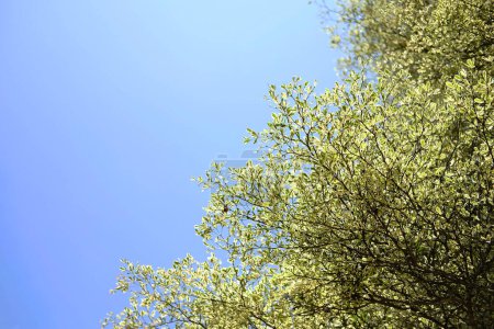 Fresh Black Afara branch or Ivory Coast almond plant in garden with blue sky