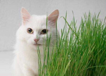 Téléchargez les photos : White cat in green grass. Young grass sprouts as a source of vitamins. - en image libre de droit