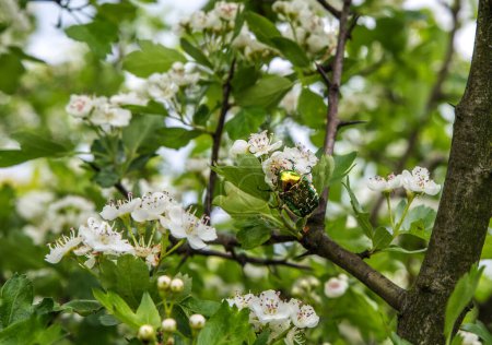 Photo for Multi-colored bronze beetle on a flowering hawthorn. - Royalty Free Image