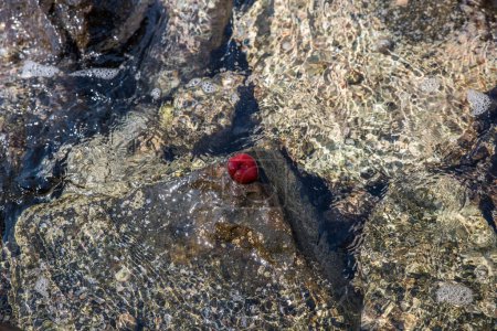 Photo for Red sea anemone in clear sea water on wet stones - Royalty Free Image