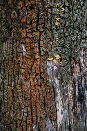 Téléchargez les photos : Texture multicolore de l'écorce d'arbre - en image libre de droit