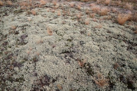 Téléchargez les photos : Mousse grise et broussailles d'herbe sèche sur le sable. - en image libre de droit