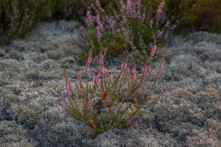 Heather bushes on dry sand.