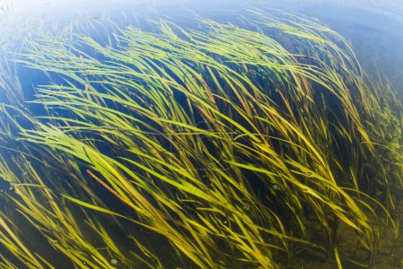 Téléchargez les photos : Plantes sous-marines longues dans un étang sous la surface de l'eau. - en image libre de droit