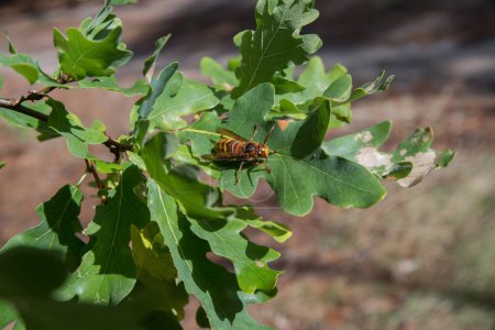 Téléchargez les photos : Guêpe frelon rayée sur feuilles de chêne - en image libre de droit