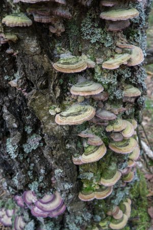 Polypore mushrooms on a dead tree trunk.