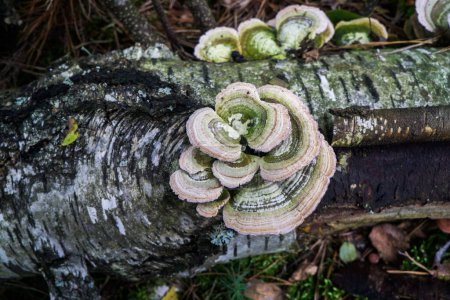 Polypore-Pilze auf einem toten Baumstamm.
