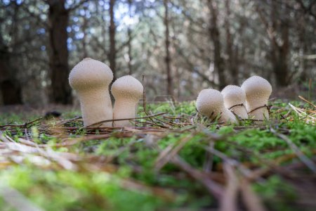 Puffball mushrooms in the forest. Selective focus. Blurred background.