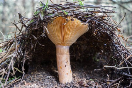 Orange mushroom saffron milk in the forest under fallen pine needles.