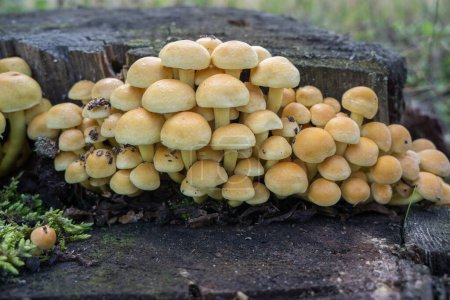 Eine Familie ungenießbarer Pilze auf einem Baumstumpf.