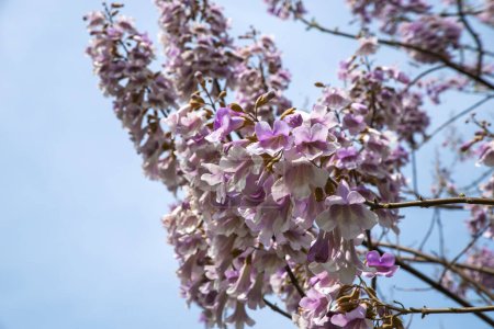 Fleurs d'un arbre à fleurs Paulownia. Arbre Adam. Paulownia tomentosa.