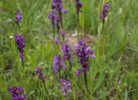 Téléchargez les photos : Orchis en fleurs dans la prairie. - en image libre de droit
