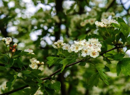 White flowers on a flowering hawthorn tree.