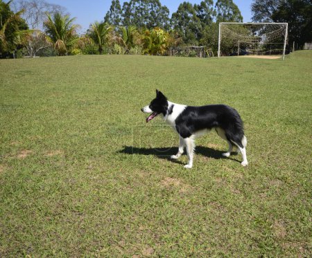 Photo for Border collie dog with tongue out. Soccer goal in the background, house and trees. Brazil, South America. Side view. wide angle - Royalty Free Image