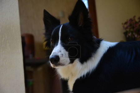 Photo for Border Collie dog with smart, thoughtful look, Brazil, South America, selective focus with blurred background, portrait style photo, zoom - Royalty Free Image