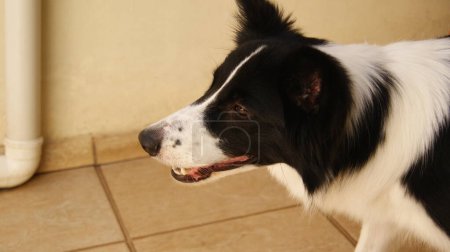 Photo for Dog, Border Collie breed in a state of attention at home, Brasill South America, black and white domestic dog, in the background masonry wall with pvc pipe, portrait style photo, with selective focus - Royalty Free Image