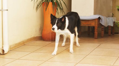 Photo for Dog, Border Collie breed in state of attention in backyard, Brasill South America, black and white domestic dog, with green dot on paws, , panoramic style photo, with selective focus - Royalty Free Image