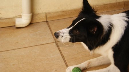 Photo for Dog, Border Collie breed in a state of attention at home, Brasill South America, black and white domestic dog, in the background masonry wall with pvc pipe, portrait style photo, with selective focus, zoom photo - Royalty Free Image