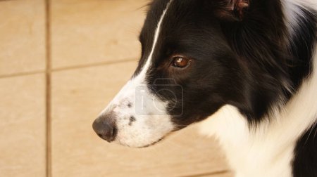 Photo for Dog, Border Collie breed serious with lost gaze, with blurred tile floor background, Brasill South America, black and white domestic dog, zoom photo, portrait style, side photo, selective focus - Royalty Free Image