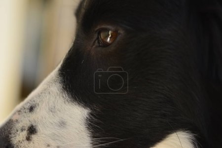Photo for Eyes of a Border Collie dog with black and white stripes. Zoom photo. blurred background - Royalty Free Image