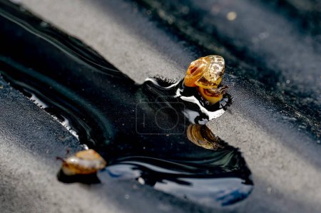 Foto de Macro disparado desde un pequeño caracol en un subsuelo húmedo y negro. - Imagen libre de derechos